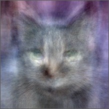 sim-generated cat image